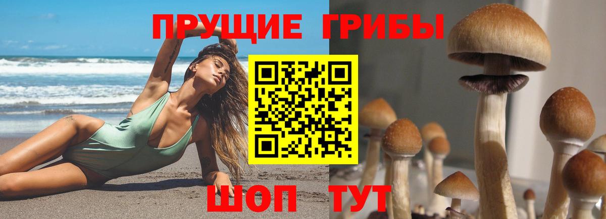 Псилоцибиновые грибы Psilocybe  Вход с VPN  Дедовск 